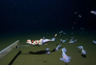 海洋最深处鱼长什么样 它在8336米处被拍到