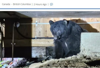 黑熊钻到BC居民家中筑巢 房主吓懵