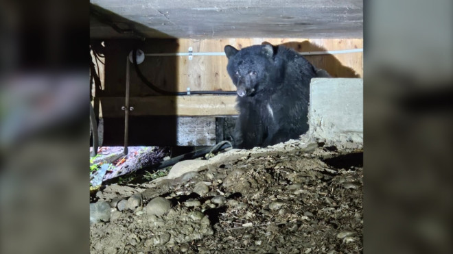 This bear made a Duncan couple's deck its den for December. (Courtesy: Crystal Weaver) 