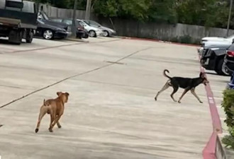 两只狗在汽车场撒野 毁了$35万元