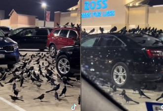 异象？美国停车场遭数百黑色大鸟包围 按喇叭也没用