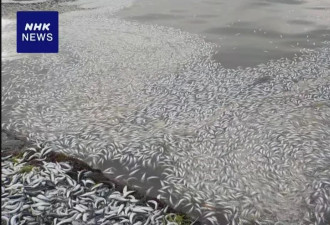 与地震有关？北海道现大量沙丁鱼尸体 遍布沿岸1公里