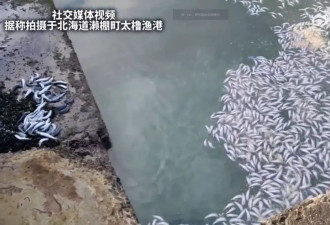 5周内3次！日本海域再现大量鱼尸，死因不明