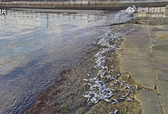 5周内3次！日本海域再现大量鱼尸，死因不明