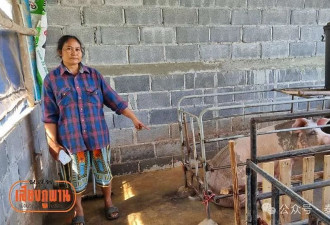 “强奸母猪”？泰国变态男子半夜拿米糠走进猪圈引诱强奸待产母猪….