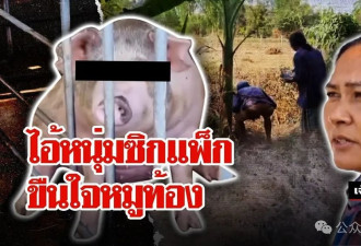 “强奸母猪”？泰国变态男子半夜拿米糠走进猪圈引诱强奸待产母猪….