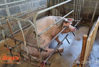 “强奸母猪”？泰国变态男子半夜拿米糠走进猪圈引诱强奸待产母猪….