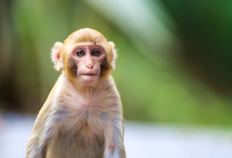 中国“复制猴”3岁了 现况曝光！科学家揭最大问题…