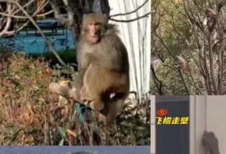 成群猴子在苏州街头“闲逛”，国家森林公园回应