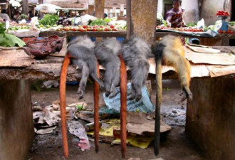 贩卖濒危猴子肉吓坏法国人 海关安检都吐了