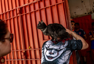 在智利最大的监狱，囚犯们爱上了猫