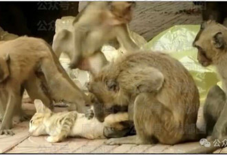 动物园猴子虐猫 令人揪心引关注 昆明动物园通报