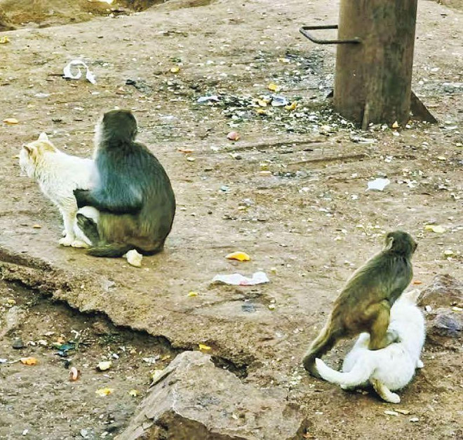 昆明动物园猴子虐猫惹公愤，园方回应_无忧资讯