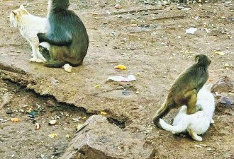 昆明动物园猴子虐猫惹公愤，园方回应
