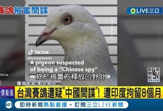 被疑为中国间谍 台湾赛鸽遭印度扣留