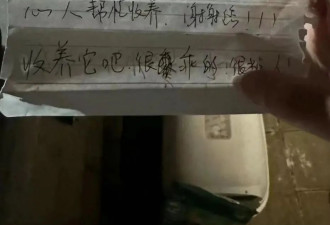 身价上万的宠物，过年前被扔到了大街上