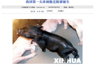 把猪心移植给人，中国专家迈出重要一步
