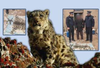 新疆汉误捕雪豹剥皮食之 网民：真的吃了豹子胆