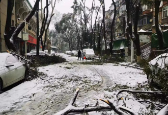 今年这场冰雪对珞珈山来说是灾难,倒塌树木太多了