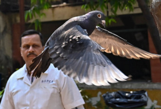 一只从台湾来的鸽子 被印度“监禁”8个月