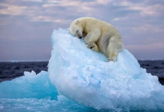 全球暖化警钟 北极熊“漂浮小冰山照”获奖