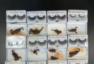 北京海关在入境包裹中 发现37蝎子612蚂蚁