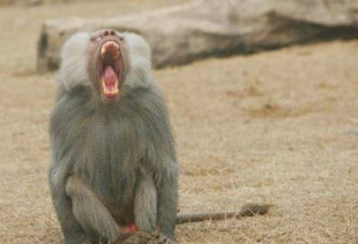 德国动物园杀一半狒狒 “给食肉动物加菜”