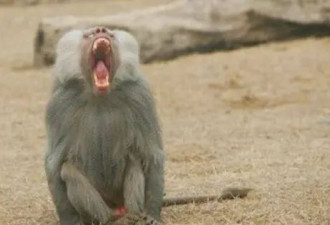 动物园狒狒被扑杀 给肉食动物“加菜” 结果…