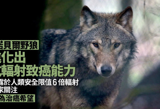 切尔诺内利野狼“进化出抗辐射” 或成治癌新希望