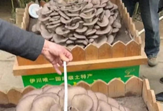 河南一农民培育出70斤大平菇 售价2888元一颗