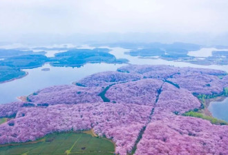 比日本大10倍的樱花园即将盛开 很多人却不知道