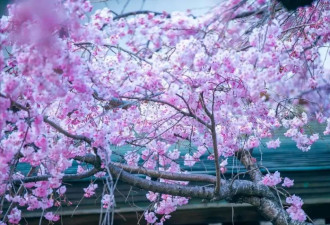 比日本大10倍的樱花园即将盛开 很多人却不知道
