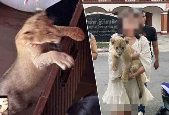 普吉岛饭店房间养狮子 中国女子遭泰国警拘留起诉