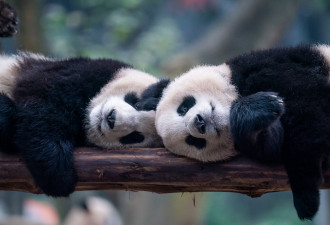纽时：美国动物园将再次迎来中国大熊猫