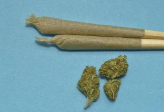 德国大麻使用法案：个人可种3株 持有25克