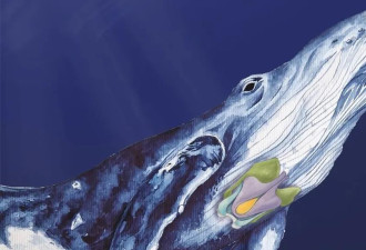 海洋生物学家成功解锁须鲸歌唱之谜