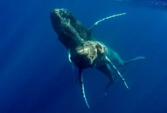 人类史上首次记录到座头鲸交配行为 然而两头都是雄性
