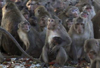 中国实验猴价格腰斩 “囤猴”药企损失12亿