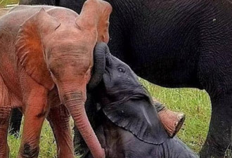 南非国家公园：超罕见“粉红小象”降生