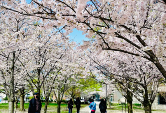 今年多伦多樱花“盛开期”预计大幅提前 这时候全市五彩缤纷