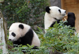 中国 野生熊猫增至近1900只 可以偶遇