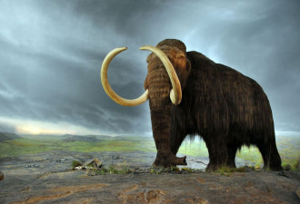 重现“远古巨兽”！ 美生技公司拟再生巨型长毛象