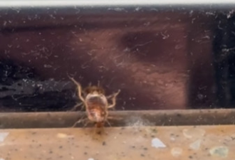 多伦多机场食品店被曝卫生问题：蟑螂随意爬！视频看完……