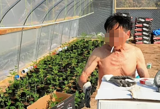 大麻场华人遭虐待，被抢指着工作14个小时，不给饭吃！