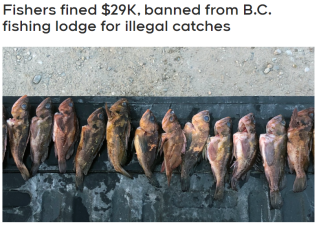 丢人！大温华人非法钓鱼，罚款$29000外加两年禁令！
