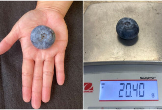乒乓球大小的蓝莓破世界纪录 重量达普通品种70倍