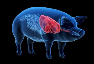 中国完成将“基因编辑”猪肝移置至人体