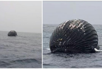鲸尸胀如巨型黑球临“鲸爆” 渔民：未见过