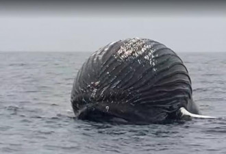 鲸尸胀如巨型黑球临“鲸爆” 渔民：未见过