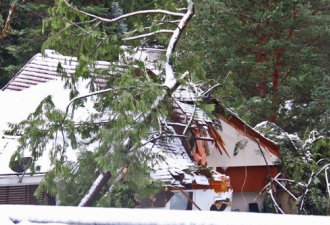 后院大树倒塌压坏邻居家房子，BC业主被判赔偿$4600